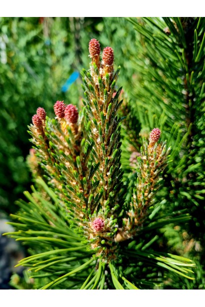 Сосна гірська Гном 